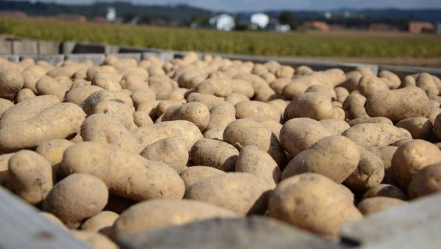 Geerntete Kartoffeln